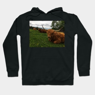 Scottish Highland Cattle Cows 2407 Hoodie